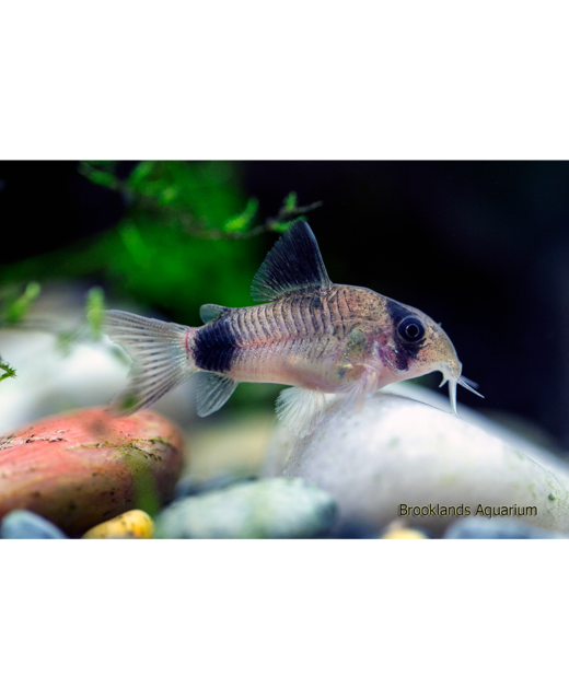 Panda Corydoras Catfish - Tropical 