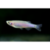 Danios - Tropical 