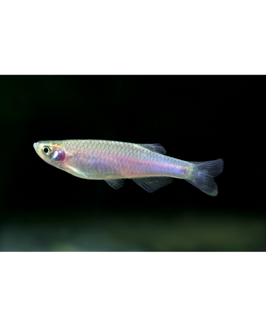 Danios - Tropical 