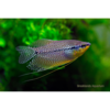 Pearl Gourami - Tropical 