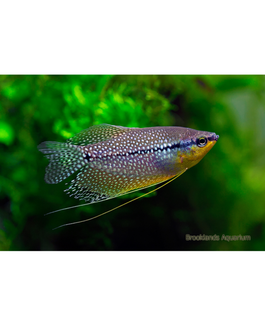 Pearl Gourami - Tropical 