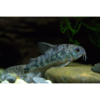Peppered Corydoras Catfish - Tropical 