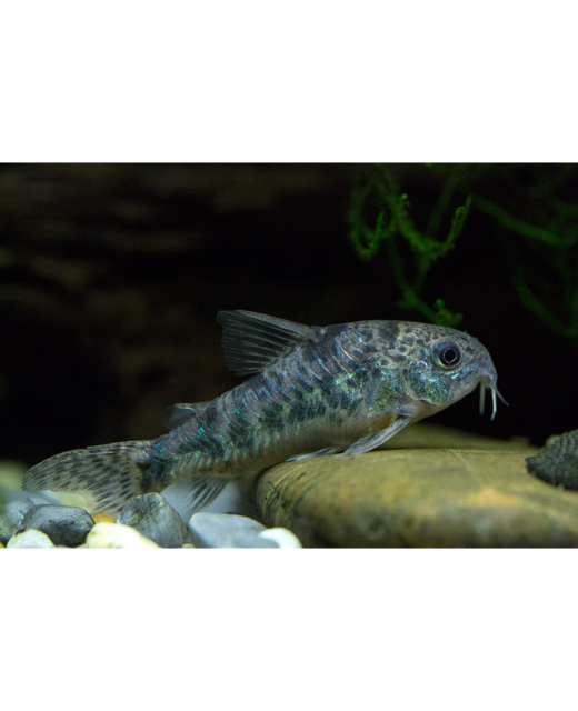 Peppered Corydoras Catfish - Tropical 