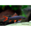 Rainbow Shark - Tropical 