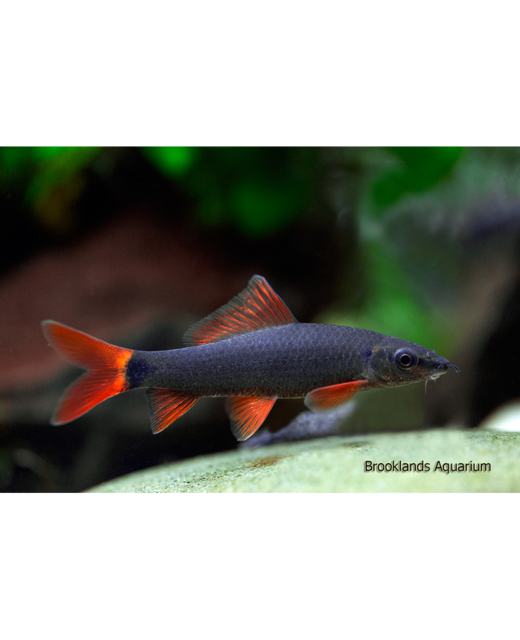 Rainbow Shark - Tropical 