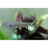 Silver Shark Medium - Tropical 
