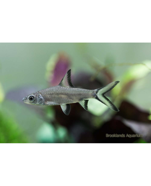 Silver Shark Medium - Tropical 