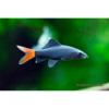 Redtail Shark - Tropical 