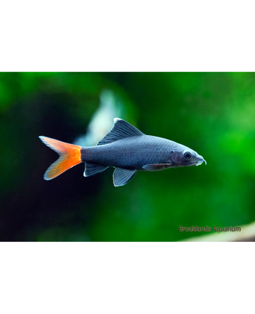 Redtail Shark - Tropical 