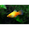 Platies Assorted - Tropical 