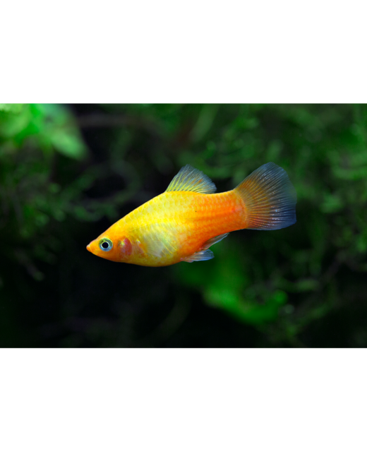 Platies Assorted - Tropical 