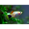 Platies Assorted - Tropical 