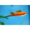 Sword - Assorted Colours - Tropical 