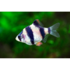 Tiger Barb - Tropical 
