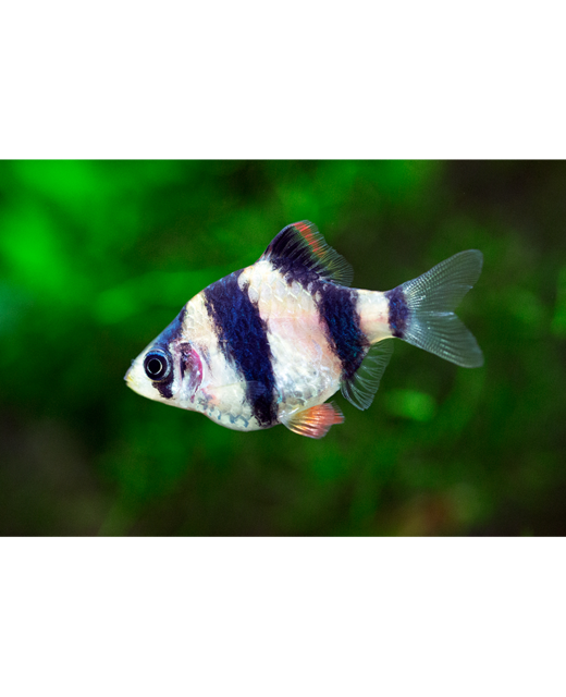 Tiger Barb - Tropical 