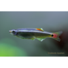 White Cloud Minnow 