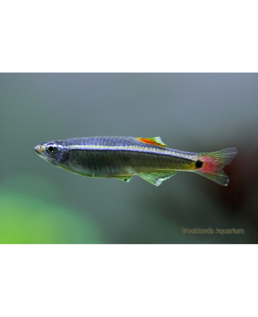 White Cloud Minnow 