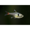 Yellow Phantom Tetra - Tropical