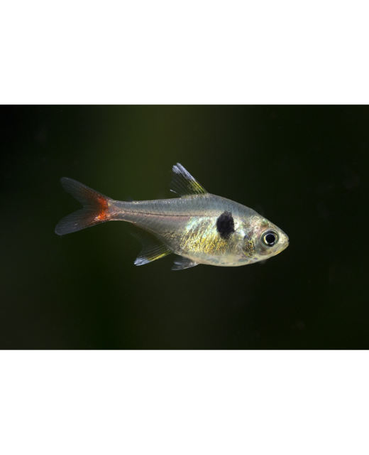 Yellow Phantom Tetra - Tropical