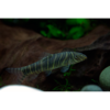 Zebra Loach - Tropical 