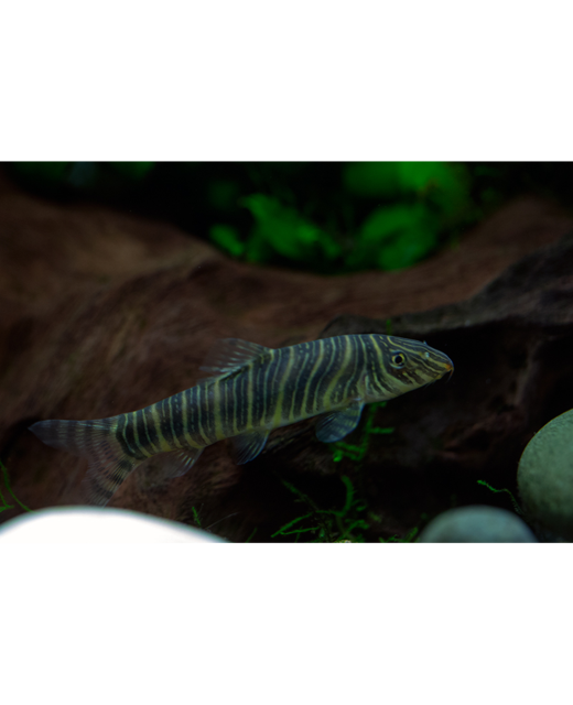 Zebra Loach - Tropical 