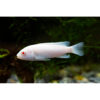 Snow White Cichlid - Tropical 