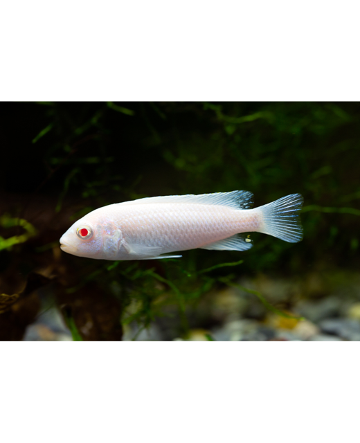 Snow White Cichlid - Tropical 