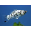 Dalmation Molly - Tropical 