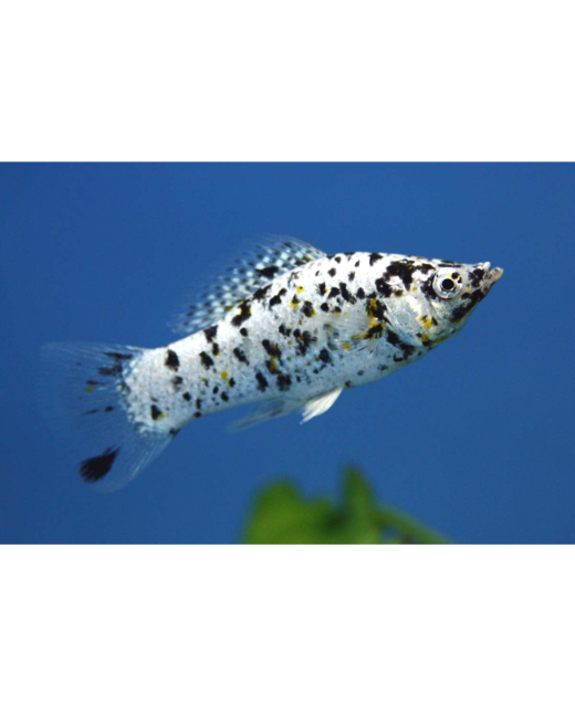 Dalmation Molly - Tropical 