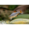 Checkered Barb - Tropical 