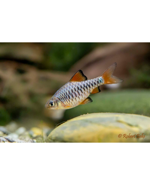 Checkered Barb - Tropical 