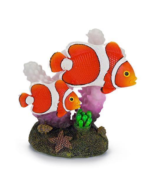 Clown Fish & Coral