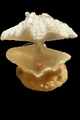 Air Operated Clam On Sand 9.3x9x6.5