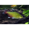 Green Fire Tetra - Tropical 
