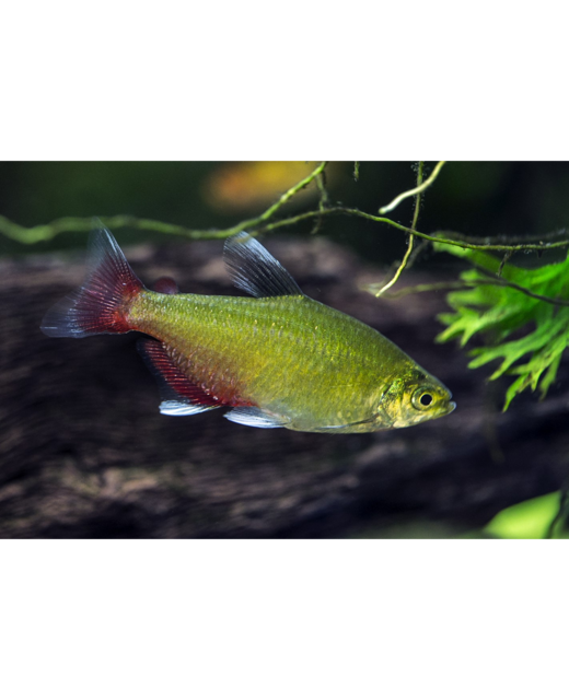 Green Fire Tetra - Tropical 
