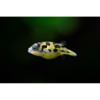 Dwarf Puffer Fish - Tropical 