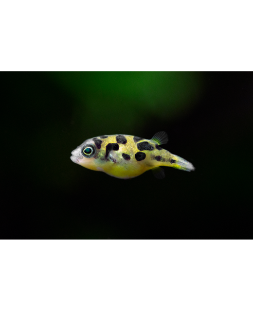 Dwarf Puffer Fish - Tropical 