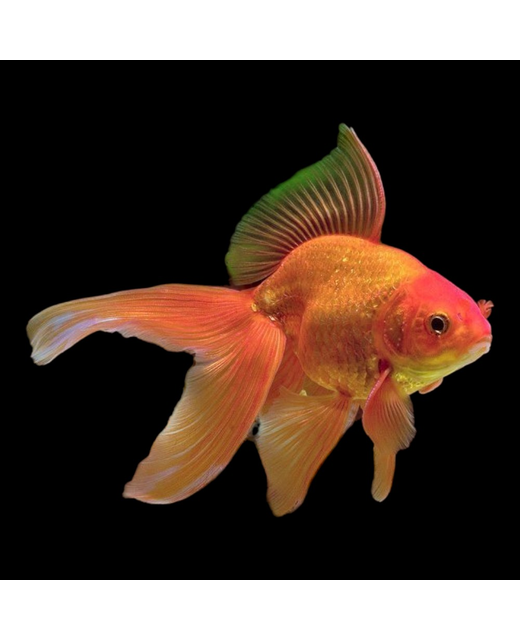 Red Fantail - Coldwater 