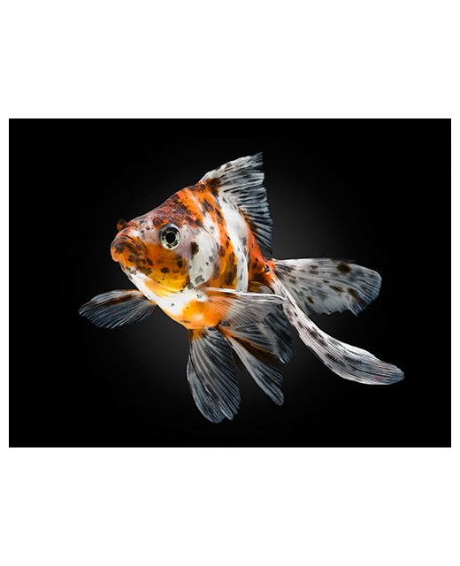 Calico Fantail - Coldwater 