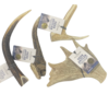 Deer Antler Medium 