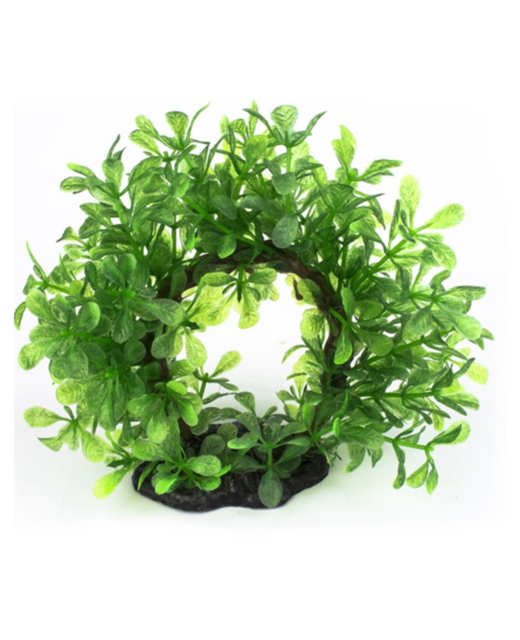 AquaWorld Plant Bonsai Halo 