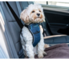 CarSafe Crash Tested Dog Harness Blue Large