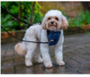 CarSafe Crash Tested Dog Harness Blue Large