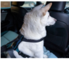CarSafe Crash Tested Dog Harness Blue small